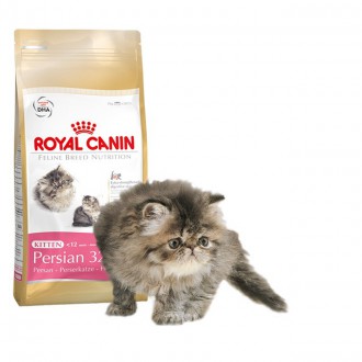 kitten-persian-32-royal-canin1