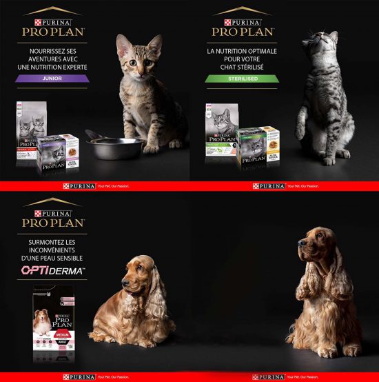 1 Echantillon Gratuit Pour Chien Face A La Crise 1 Echantillon Gratuit Pour Chien Face A La Crise