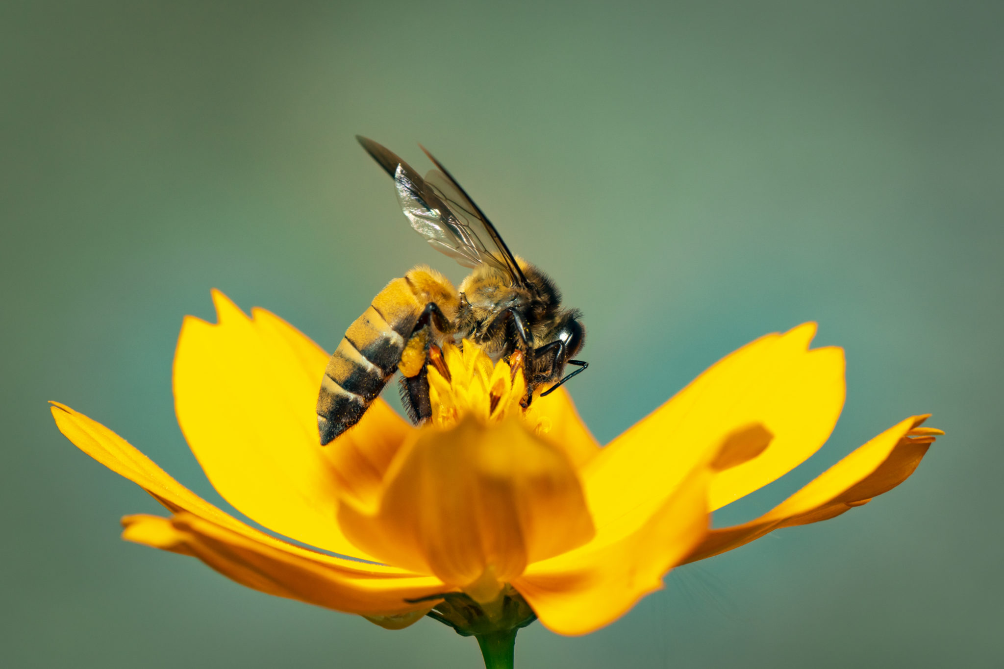 Запах нектара. Пчела Дорсата. Пчелы APIS dorsata. Пчела собирает нектар. Пчелы на желтых цветах.
